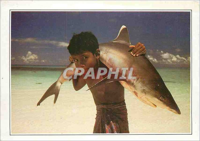 Postcard Modern Maldives has white tip shark