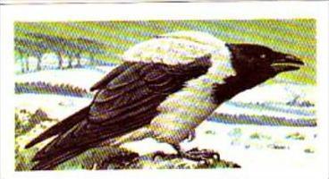 Brooke Bond Tea Trade Card Wild Birds In Britain No 2 Hooded Crow