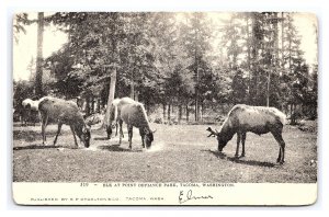 Postcard Elk At Point Defiance Park Tacoma Washington c1908 Postmark