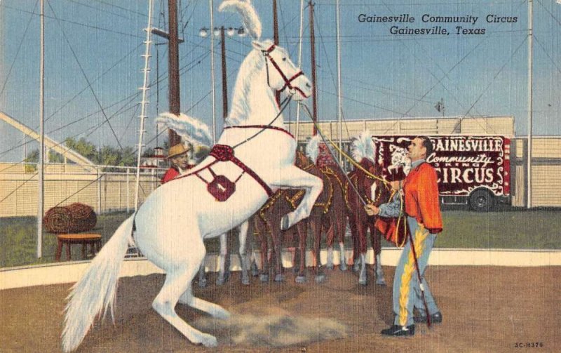 Gainesville Texas Community Circus White Horse Vintage Postcard AA54200