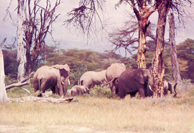 Africa - Kenya. Elephants