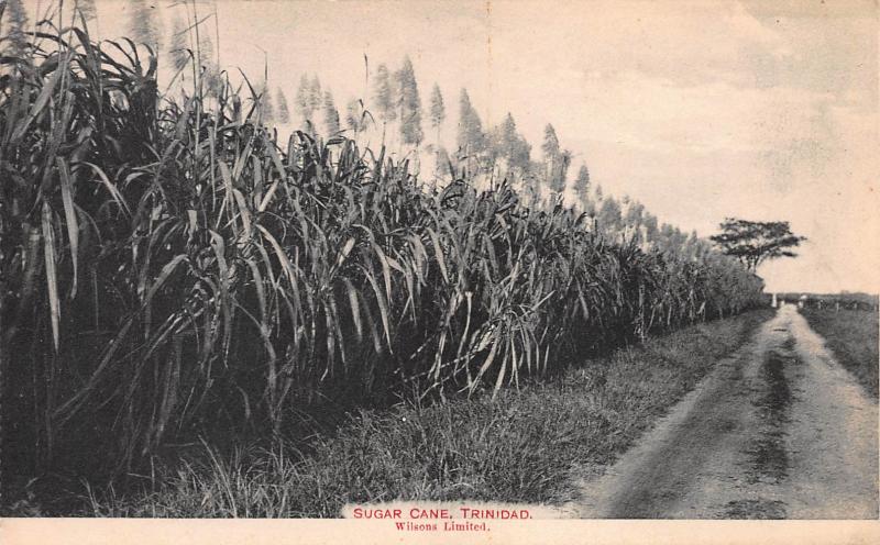 Sugar Cane, Trinidad, British West Indies, Early Postcard, Unused