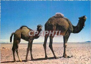 The Modern Postcard Morocco in Lumicolor Camels in the Desert