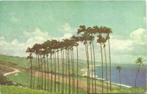 PC BARBADOS, CABBAGE PALMS, Vintage Postcard (B41322)