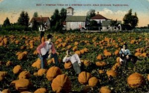 Pumpkin Field - Spokane, Washington