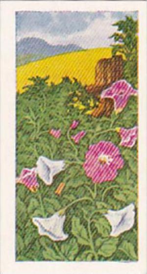 Glengettie Trade Card Wild Flowers No 23 Bindweed