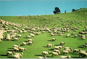 Sheep Farming New Zealand Postcard