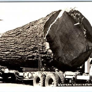 c1950s Western Washington Fir Log RPPC Giant Tree Real Photo Postcard A93