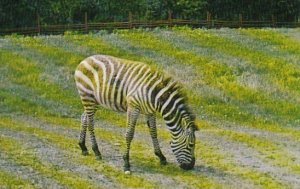 Canada Zebra Of The Most Interesting Tourist Attractions In The Edmonton Area...