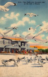 Florida Sarasota Sea Gulls Over Lido Beach and Casino 1949 Curteich