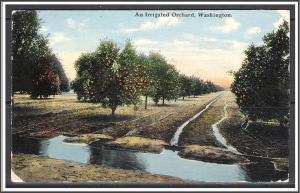 Washington, Sunnyside An Irrigated Orchard - [WA-020]