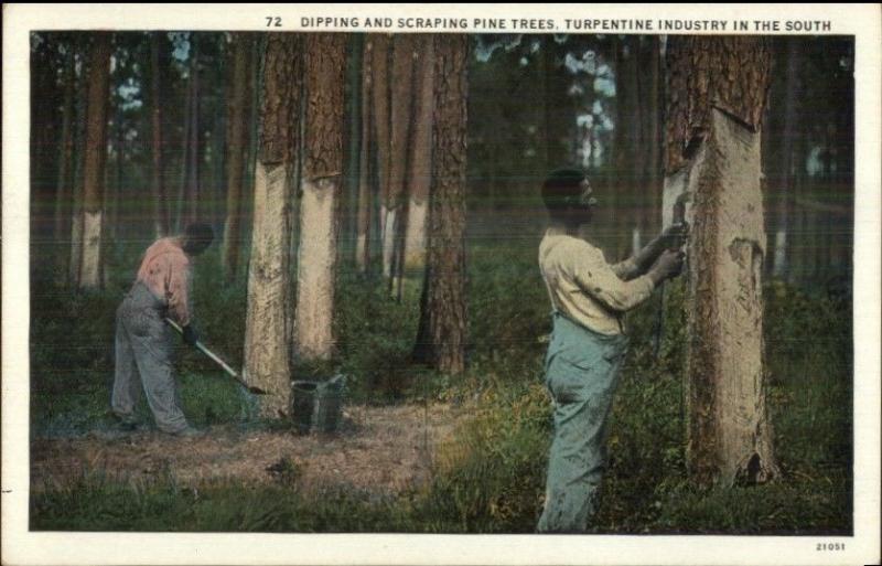 Black Americana - Turpentine Industry in Florida c1920 Postcard