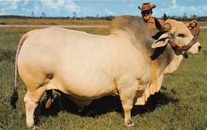 Grand Champion Brahman Bull, Emperor Manso Central Florida, USA Cow Unused 