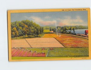 Postcard A Cape Cod Cranberry Bog Massachusetts USA