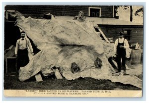c1910's Largest Hide In Milwaukee WI, By John Figved Robe & Tanning Co. Postcard