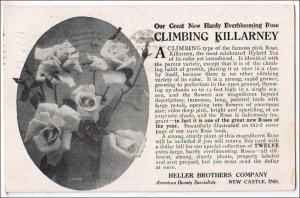 Advertising - Climbing Killarney Rose, Heller Brothers Co. New Castle, IN