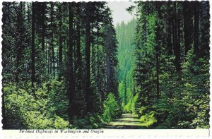 A Fir Tree Lined Highway in Washington and Oregon 4 by 6