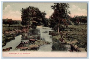 c1905 Cows Scene, Cutted Trees, Headwaters of the Kennebunk ME Postcard