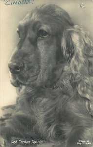 Red cocker spaniel photo by Guy Withers photo postcard 1958 