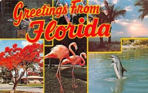 Greetings from Florida, USA  