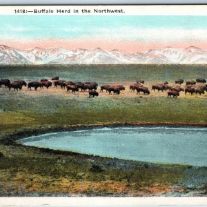 c1910s Buffalo Herd in Northwest John W. Graham Spokane, Wash. Nature Bison A217