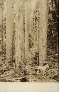 WASHINGTON Logging Scene Giant Forest c1910 Real Photo Po...