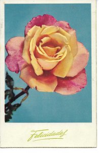 Beautiful pink rose Nice Spanish  greetings postcard 1950s