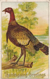 THANKSGIVING, PU-1908; Greetings, Wild Turkey standing on branch