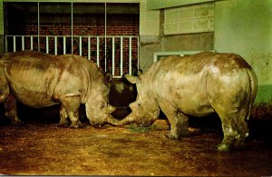 Missouri St Louis Zoological Garden Pair Of Rare White Rhinocerus