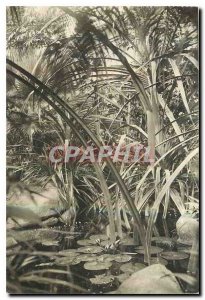 Old Postcard Musee National Natural Histoir Jardin des Plantes Paris Winter G...