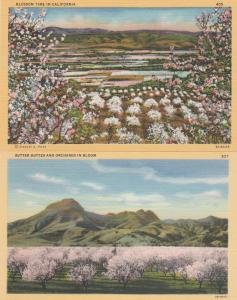 (2 cards) Blossom Time and Orchards CA, California - Linen