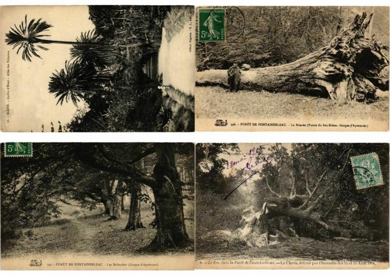 TREES MOSTLY FRANCE 50 CPA  Pre-1940 (L3417)