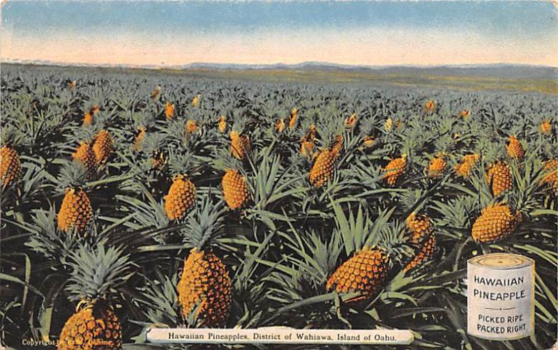 Hawaiian Pineapples Advertising Unused 