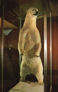 Vintage Postcard Largest Polar Bear Arctic Monte Carlo Casino Hotel Elko Nevada