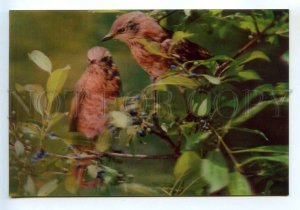 486439 Korea birds Dusky thrush lenticular 3D postcard