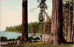 Stanley Park Vancouver BC British Columbia Trees Unused Postcard H56