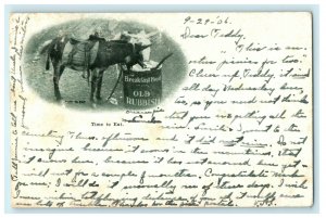 1906 Horse Eating Breakfast Food, Colorado Springs Colorado CO Postcard