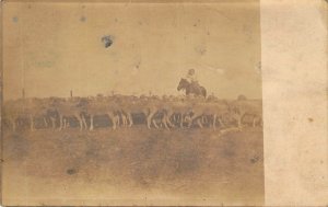 Real Photo, RPPC, c. 1907, Man on Horseback, Working Shorn Sheep,  Old Postcard
