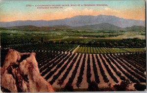 California Orange Grove, Southern Pacific Co. c1912 Vintage Postcard F42