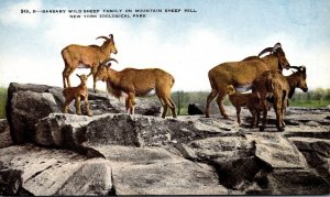 New York City Bronx Zoo Barbary Wild Sheep Family On Mountain Sheep Hill New ...