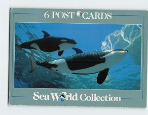 Postcard Killer Whale Sea World Orlando Florida USA