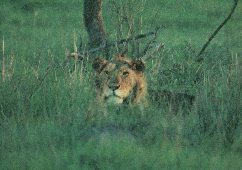 VINTAGE CONTINENTAL SIZE POSTCARD LION LAYING LOW MAILED FROM BURUNDI