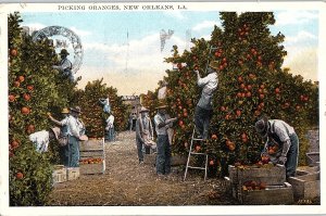 Postcard FARM SCENE New Orleans Louisiana LA AI2231