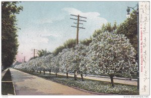 White Magnolias, Oxford Street, Rochester, New York, 1900-1910s