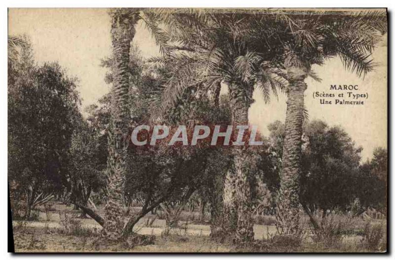 Old Postcard Palms Palm grove Morocco A