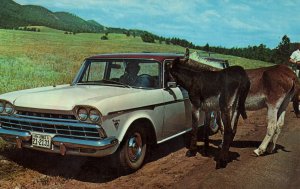 Donkeys,Black Hills,SD BIN