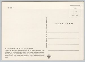 Animal~Florida Alligator in Everglades~Continental Postcard