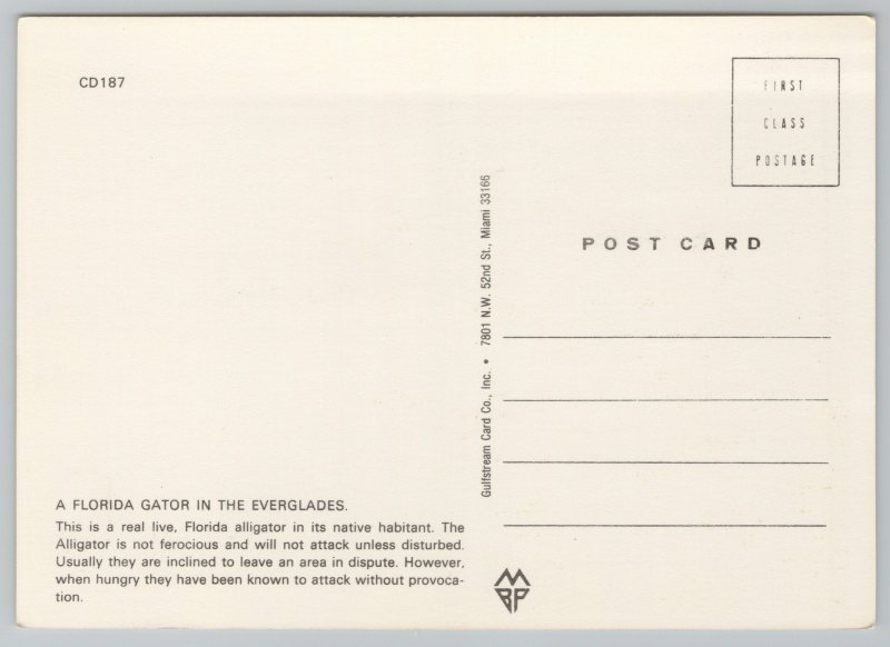 Animal~Florida Alligator in Everglades~Continental Postcard