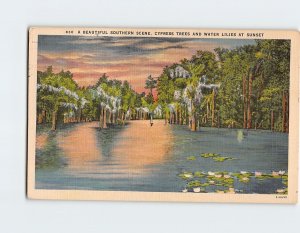 Postcard A Beautiful Southern Scene, Cypress Trees And Water Lilies At Sunset