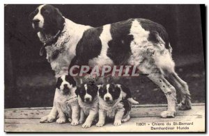 Old Postcard Dogs St Bernard Dog